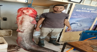 Almus Barajı Gölü'nde boyu 2 metreyi bulan yayın balığı yakalandı