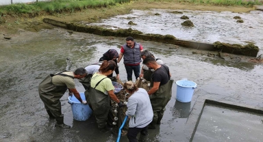 Bolu'da üretilen 1 milyon yavru sazan balığı Ankara'ya gönderildi