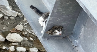 Çorum'da köprüye sıkışan kediyi itfaiye kurtardı