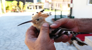 Giresun'da yaralı halde bulunan hüthüt kuşu koruma altına alındı