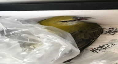 Karabük'te yaralı bulunan sarıasma kuşu tedaviye alındı