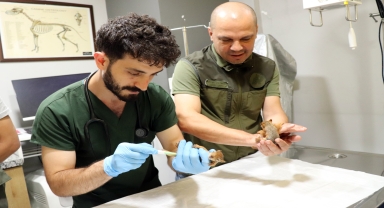 Ordu'da bitkin halde bulunan 2 sincap yavrusu koruma altına alındı