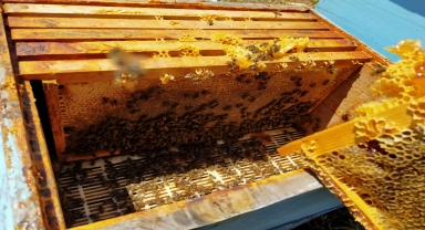 TOGÜ'de 2023 yılının ilk bal hasadı yapıldı