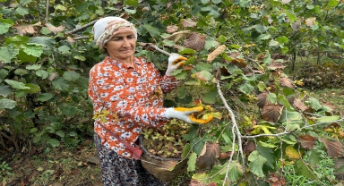 Trabzon, Ordu ve Giresun'da fındık hasadına başlandı