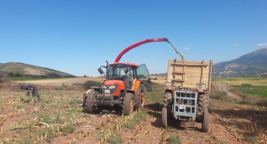 Almus ilçesinde mısır silajı hasadına başlandı