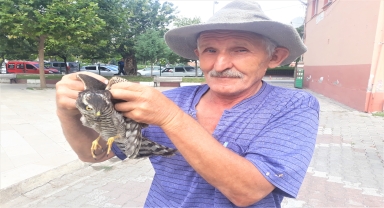 Amasya'da yaralı atmaca koruma altına alındı