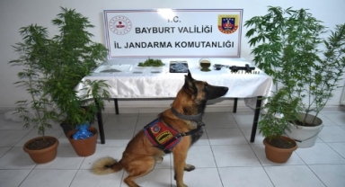 Bayburt'ta uyuşturucu operasyonunda yakalanan 2 zanlı tutuklandı