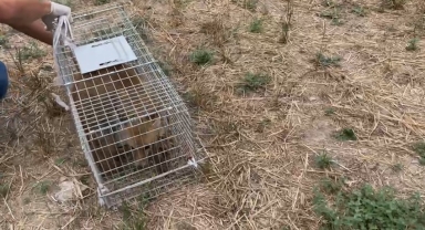 Bolu'da yaralı bulunduktan sonra tedavisi tamamlanan tilki doğaya salındı