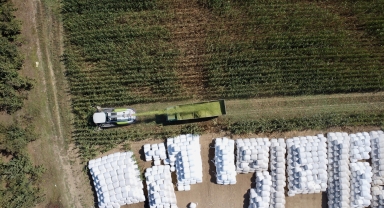 Düzce'de sele rağmen devlet desteğiyle silajlık mısırda geçen yılki rekolte yakalandı