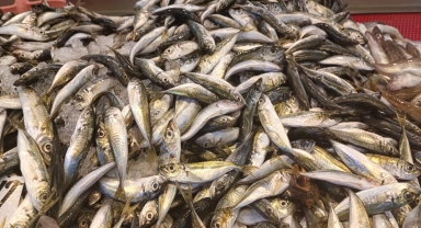 Giresun'da istavritin kilosu 35 liraya satılıyor