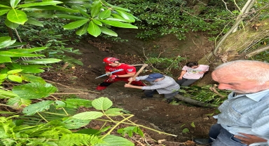 Giresun'da uçuruma düşen inek kurtarıldı