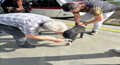 Samsun'da tramvayın çarptığı köpeğin ayağı koptu