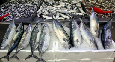 Sinop'ta 3 kilogramı bulan toriklerin tanesi 350 liradan satılıyor