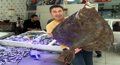 Sinop'ta 8,5 kilogram ağırlığındaki kalkan balığı ağlara takıldı
