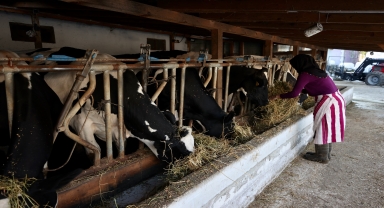 Bir inekle başladı, devlet desteğiyle çiftlik kurdu