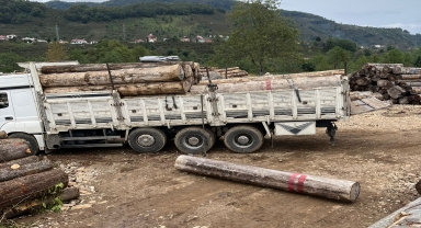 Giresun'da üzerine tomruk düşen kişi öldü