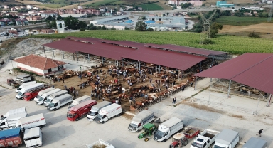 Havza'da canlı hayvan pazarı yeniden açılacak