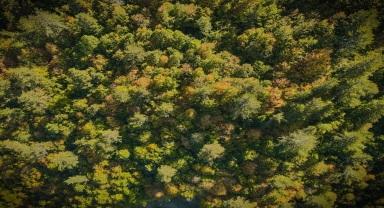 Ilgaz Dağı'nda sonbahar renkleri hakim olmaya başladı