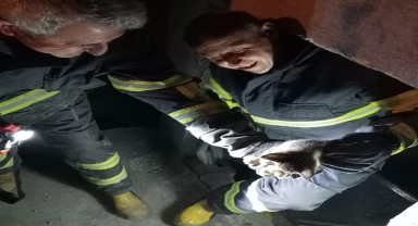 Karabük'te apartman boşluğunda mahsur kalan kedi yavrusu kurtarıldı