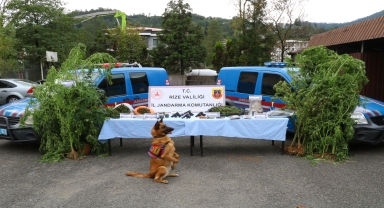 Rize'de 5 ilçede yapılan uyuşturucu operasyonunda 14 zanlı yakalandı