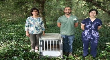 Samsun'da araç çarpması sonucu yaralanan çakal, tedavi edildi
