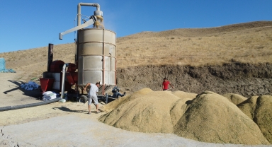 Sungurlu'da bu yıl 800 ton çeltik üretimi bekleniyor