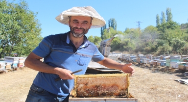 Tosya'da 55 ton bal hasadı yapıldı