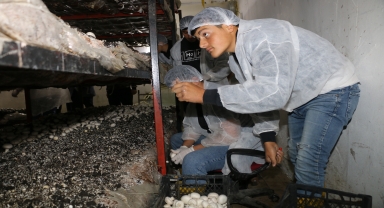 Amasya'da meslek lisesi öğrencileri yetiştirdiği mantar ve mısırın hasadını yaptı