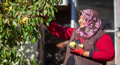 Çorum'da emekli astsubay, 35 dekar arazide 40 ton armut yetiştiriyor