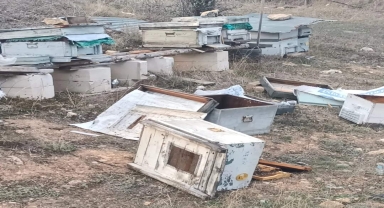 Karabük'te ayılar arı kovanlarına zarar verdi
