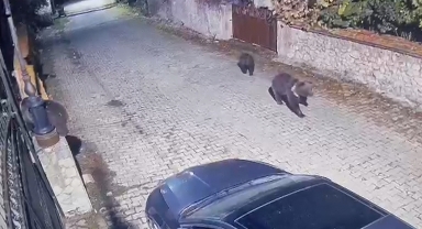 Karabük'te şehir merkezine inen 3 ayı güvenlik kamerasında