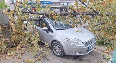 Samsun'da şiddetli rüzgarın devirdiği ağaç otomobillere zarar verdi