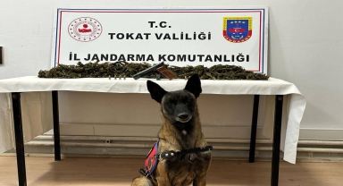 Tokat'ta 2 kilo 300 gram kubar esrar ele geçirildi