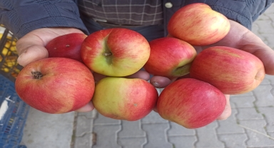 Tosya'da 1350 ton elma rekoltesi elde edildi