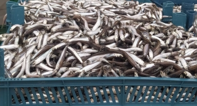 Akçakoca'da hamsi bolluğu yaşandı