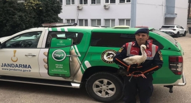 Amasya'da yol kenarında bulunan yaralı leylek tedavi ediliyor