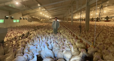 Bolu, Kandıra ve Eflani'de yetiştirilen hindilere yılbaşı öncesi talep arttı