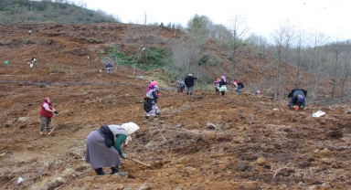 Giresun'da 80 dönüm araziye maviyemiş ve aronya fidanı dikiliyor