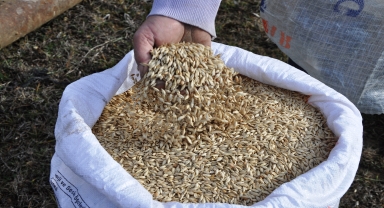 Kastamonu'da siyez buğdayı ekimine başlandı