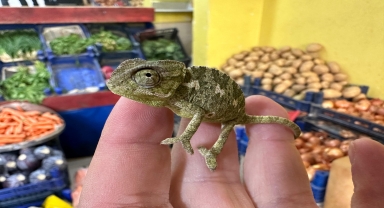 Manavdan aldığı mandalinaların arasından çıkan bukalemun