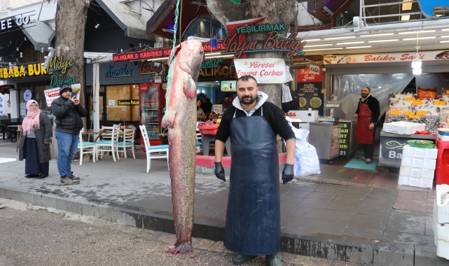 Amasya'da 75 kilogramlık yayın balığı yakalandı
