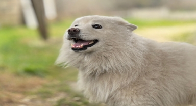 Düzce'de çatıda mahsur kalan köpek kurtarıldı