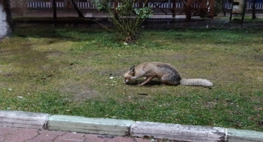 Tokat'ta kafe sahibinin tilkiye poğaça ikramı kamerada