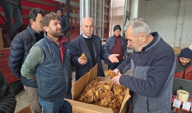 Bafra'da tütün alımları başladı