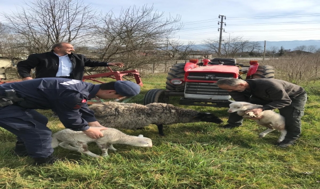 Düzce’de koyunlarını kaybeden besicinin yardımına jandarma yetişti