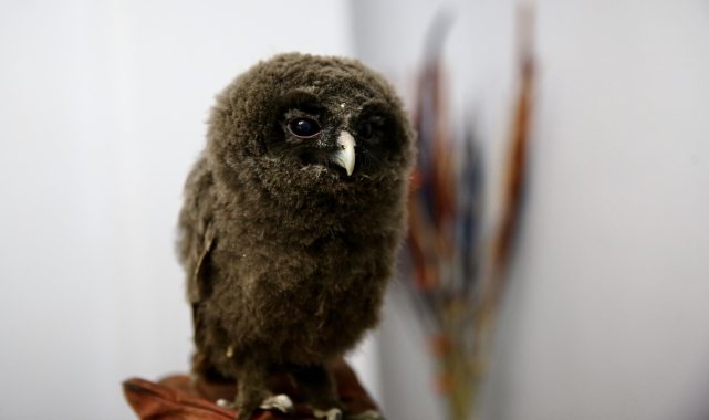 Giresun'da evin balkonunda bulunan 2 baykuş yavrusu koruma altına alındı