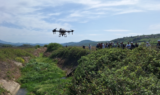 Bafra Ovası'nda sivrisinekle mücadele için dronla ilaçlama başlatıldı