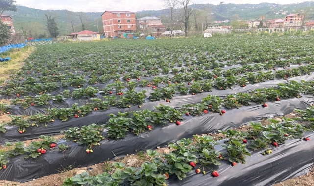 Çileğin Ordu ekonomisine bu yıl 90 milyon lira katkı sunması bekleniyor