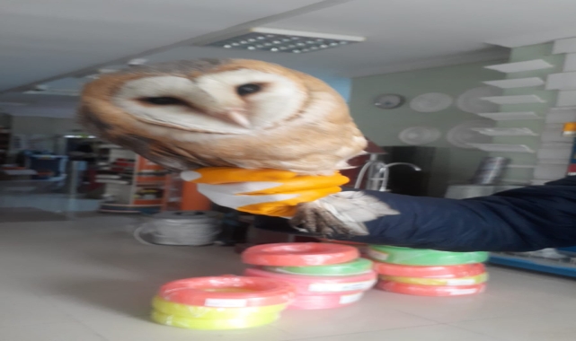 Düzce'de iş yerine giren peçeli baykuş doğaya salındı