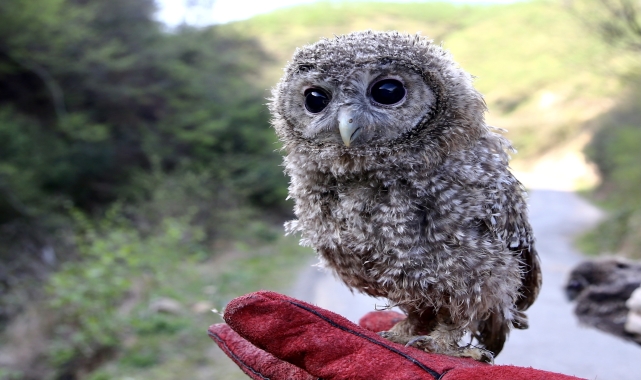 Giresun'da 4 baykuş yavrusu doğaya salındı